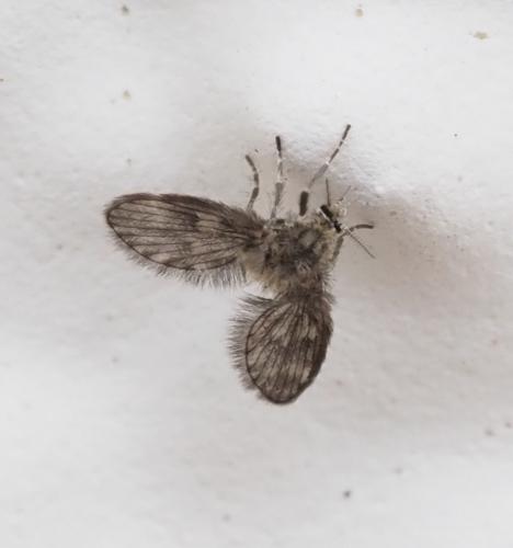 Pneumia sp.